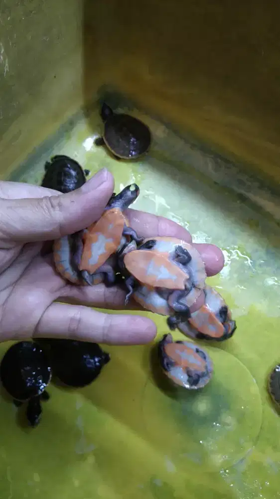 Kura dada merah / damer