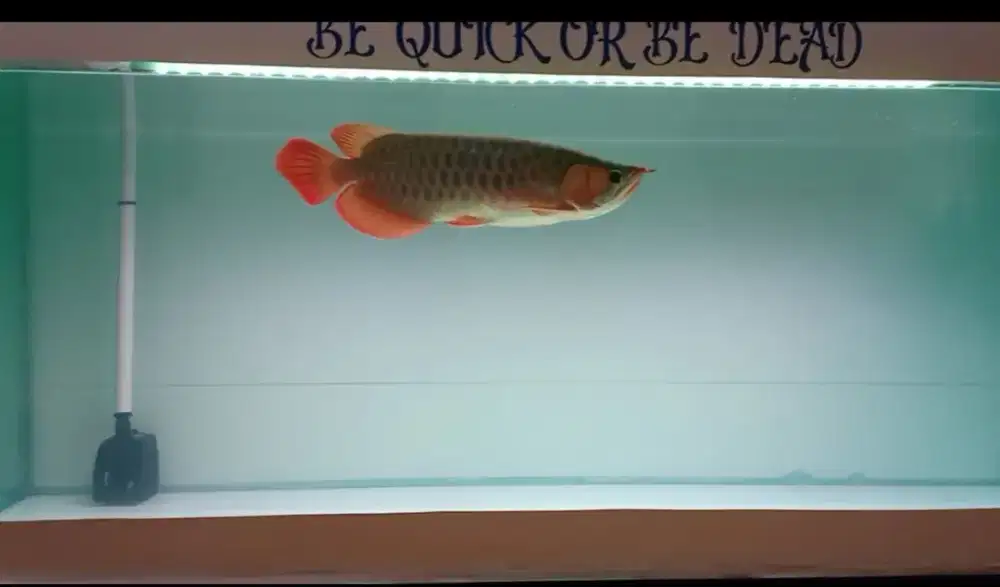 Arowana super red