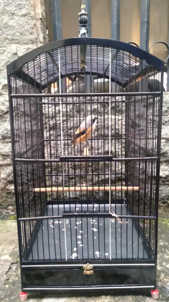 Burung Cendet / Pentet Pastol