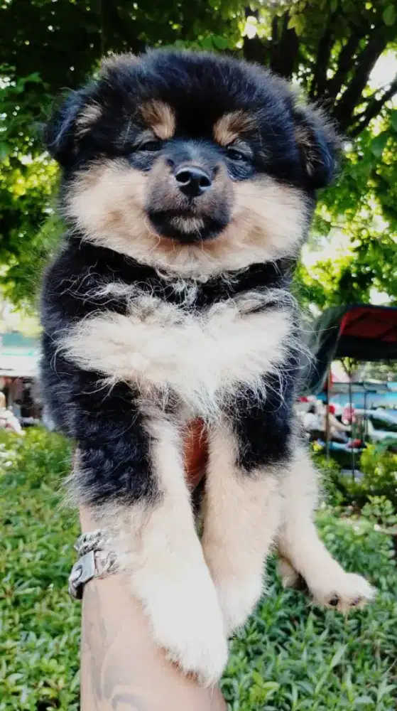 Pomeranian Black tan