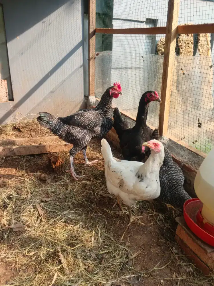 Ayam Ras Petelur Barred Rock, AS, WL Umur 5 Bulan