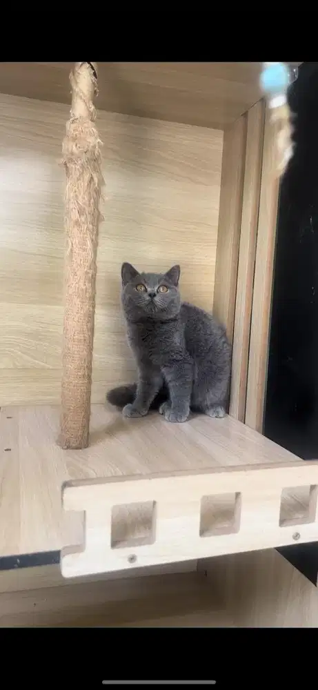 BSH BLUE SOLID JANTAN