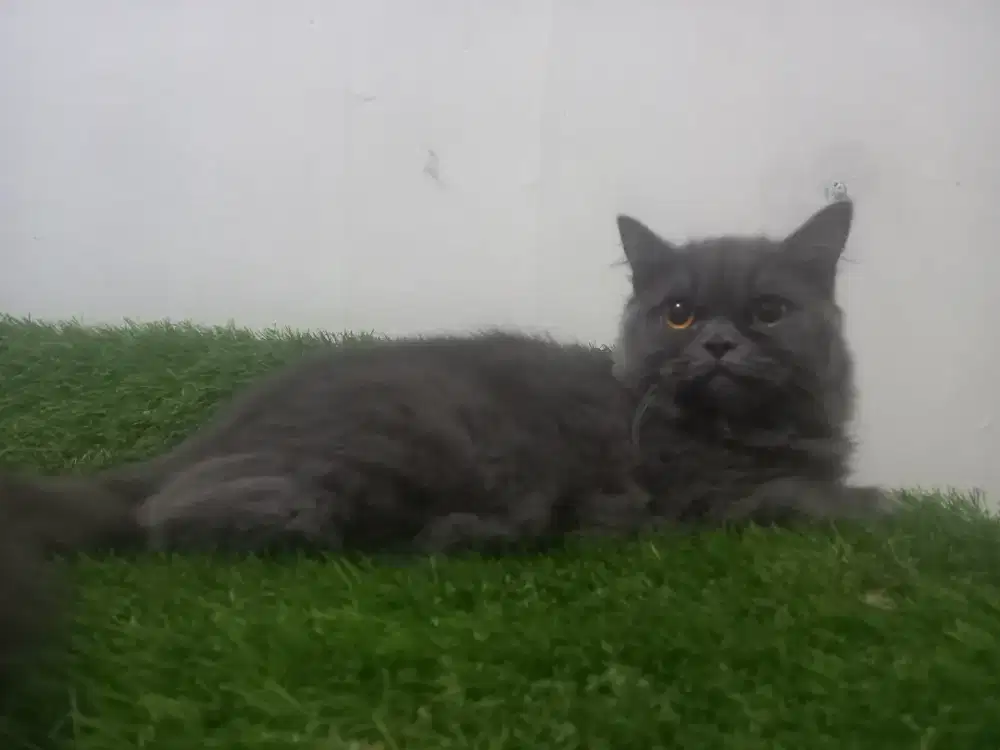 Kucing persia flatnose betina warna favorit