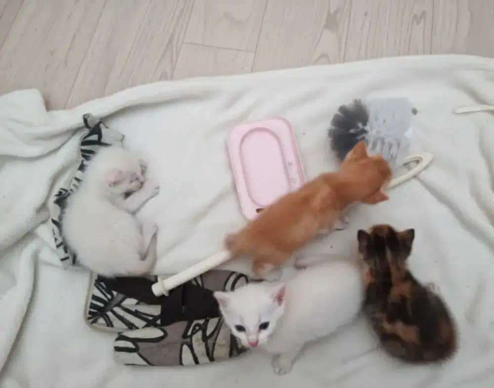 Anakan Kucing 4 ekor