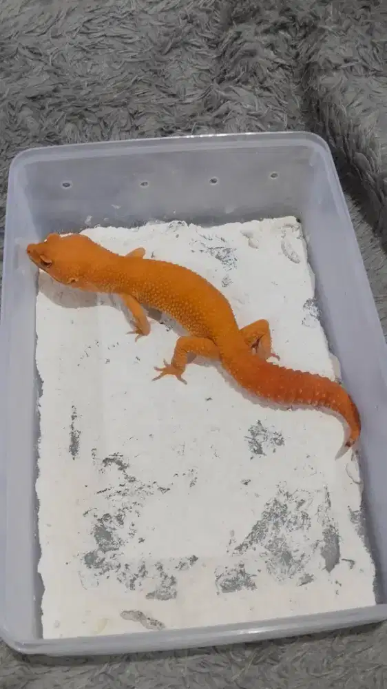 Sunglow Tomato Male Proven