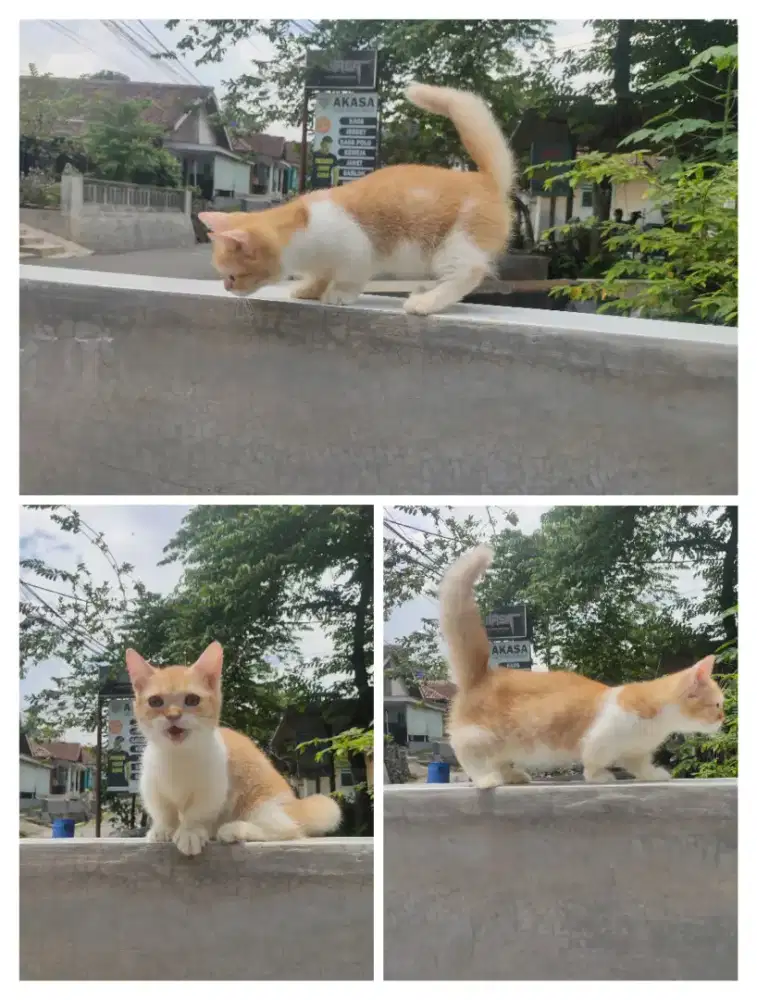 Kucing Munchkin Gaelic