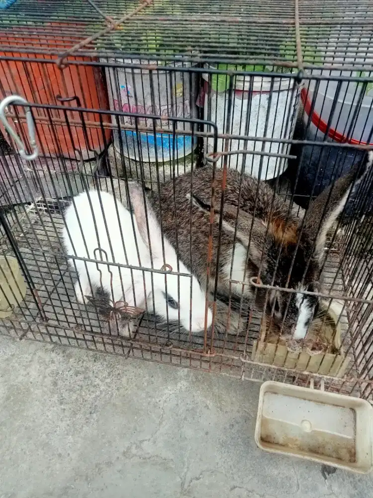 Kelinci jantan dan betina siap di ternak