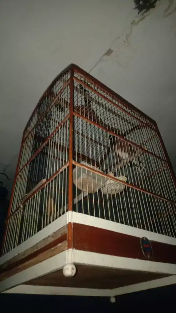 Jual Burung Jalak Nias