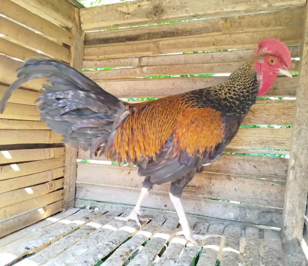 Jual ayam bekidar jali emas 8 bln up rajin kokok suara besar bagus