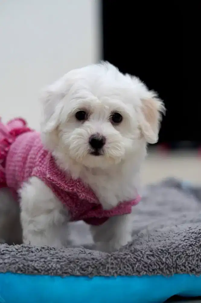 Maltipoo betina female cute face