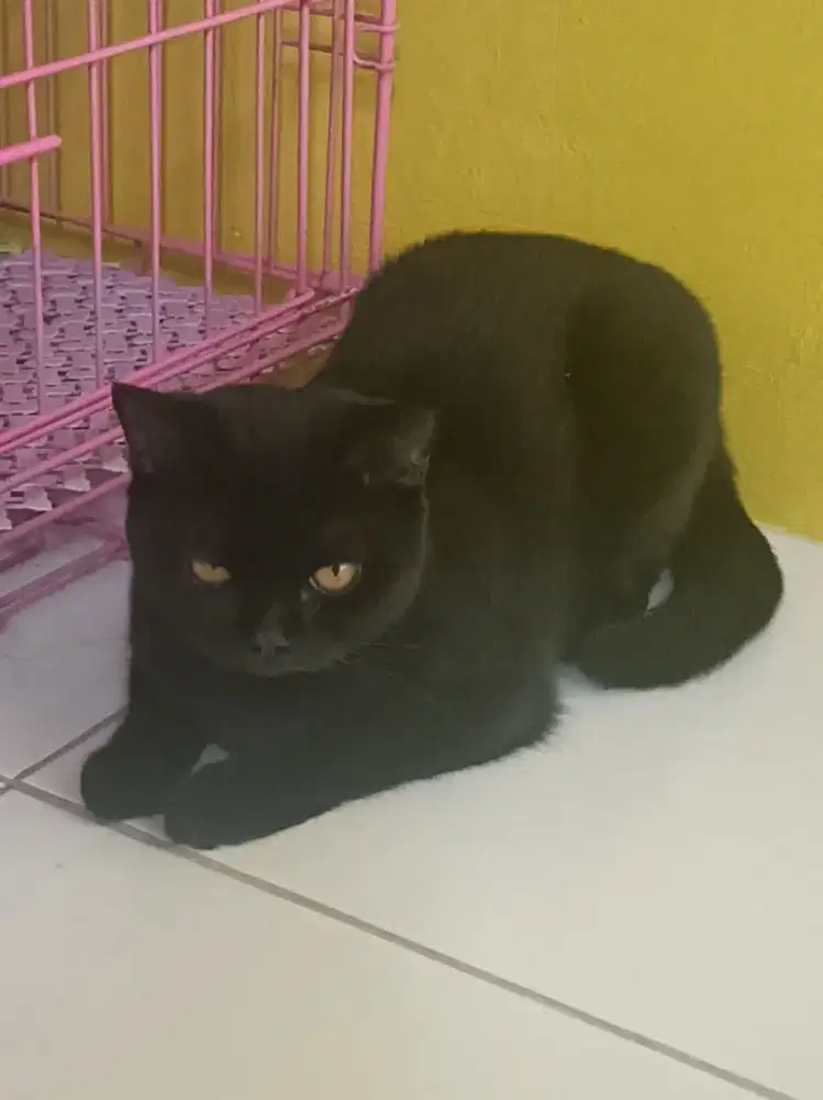 British short hair black