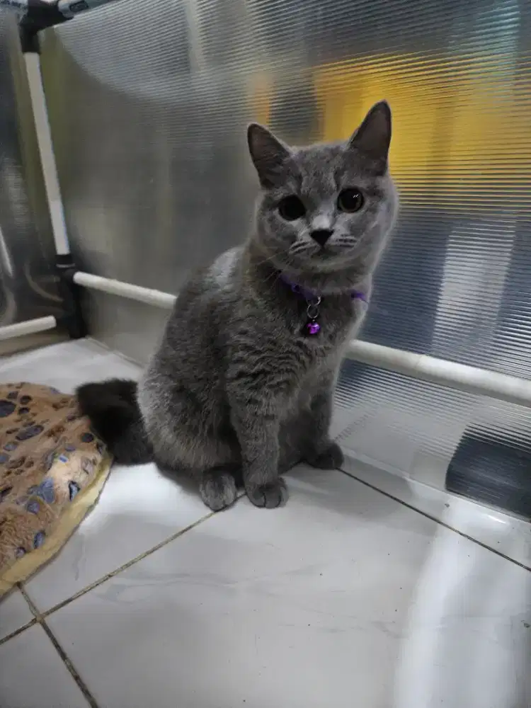 Kucing BSH Betina Non Ped