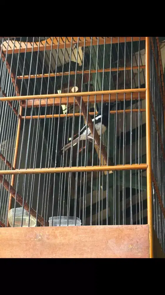 Kacer Dada Putih Jantan plus Kandang