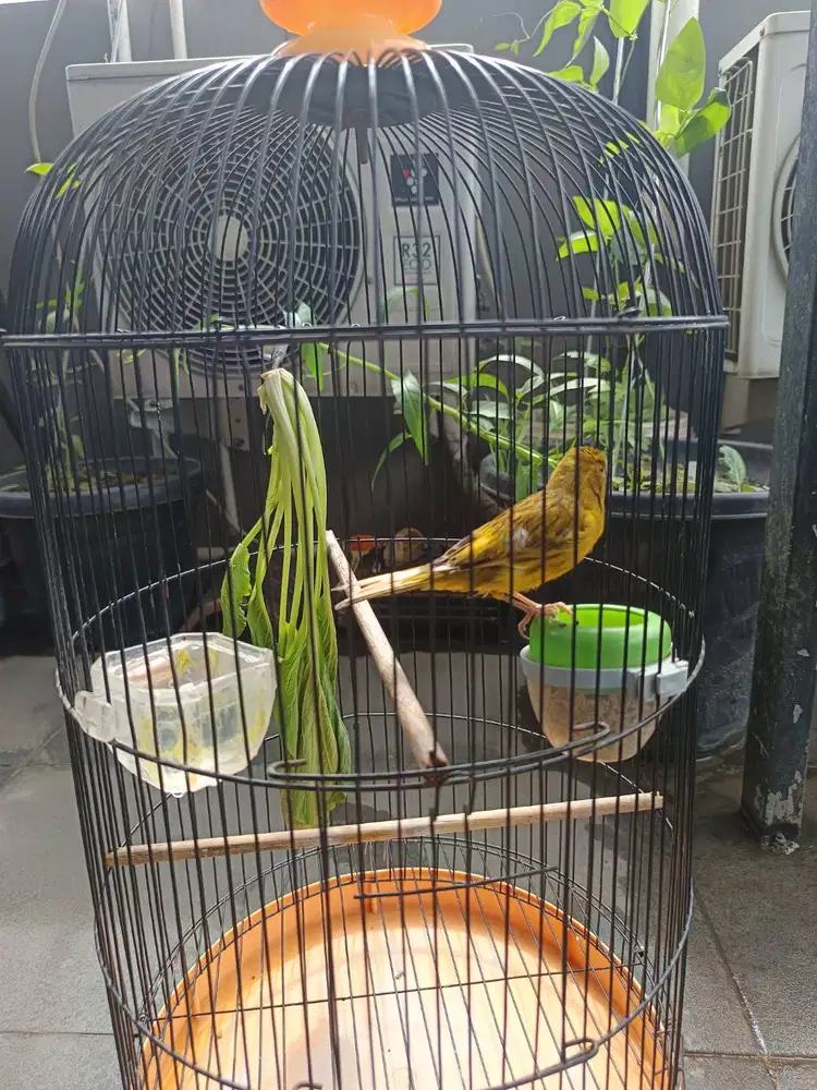 Jual burung kenari dan jalak suren murah