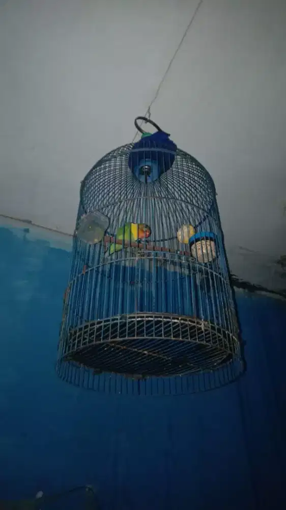 Jual Burung Lovebird Josan