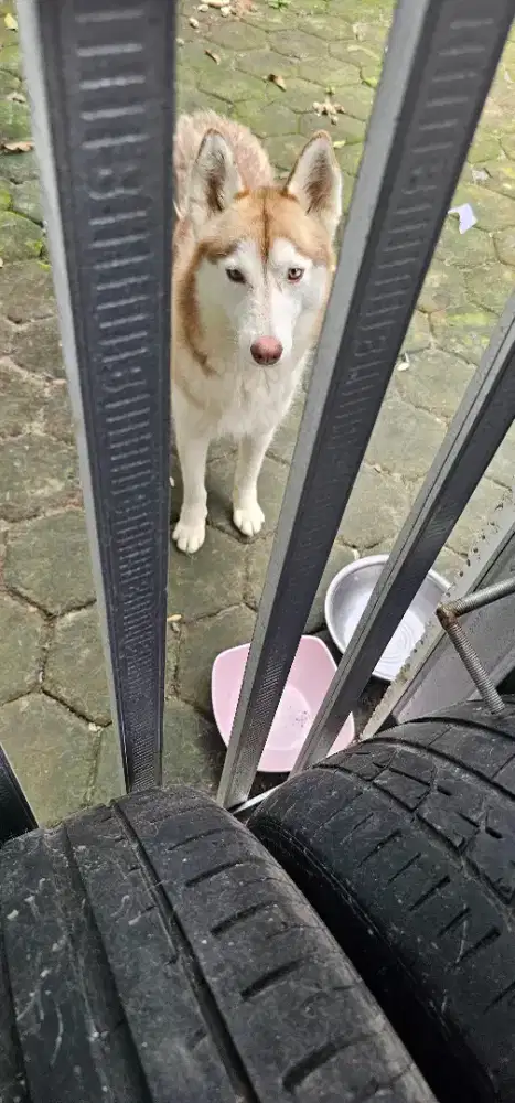 Siberian Husky betina