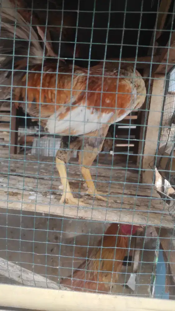 Ayam kampung hidup (k,uB)