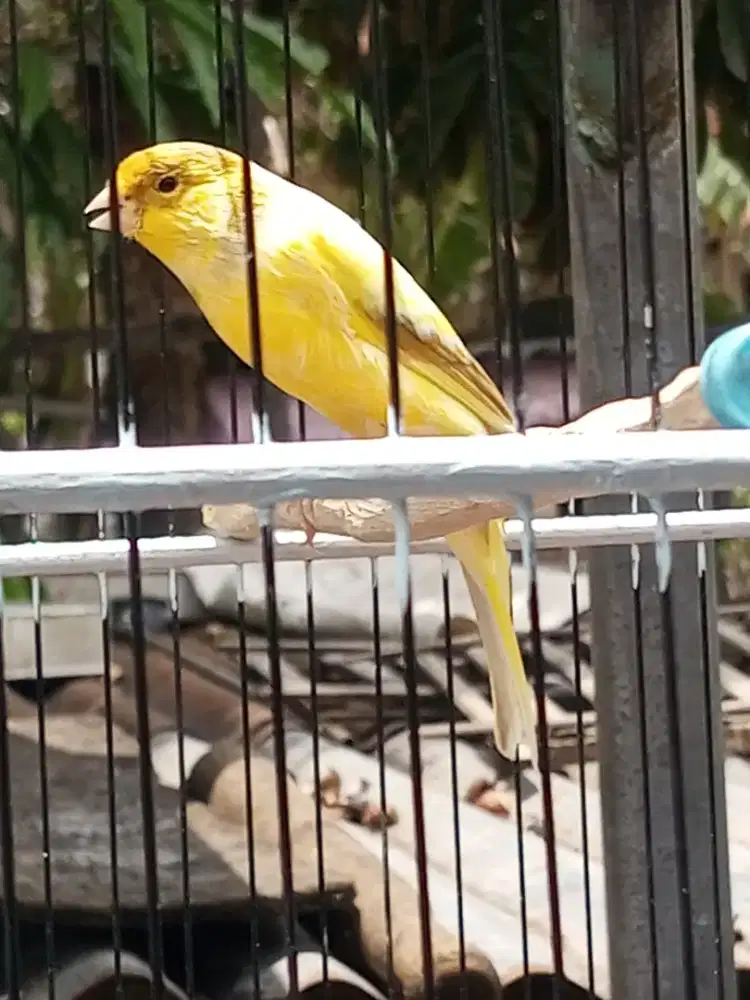 Paud F1sfxaf umur 6bln ngeriwik rajin