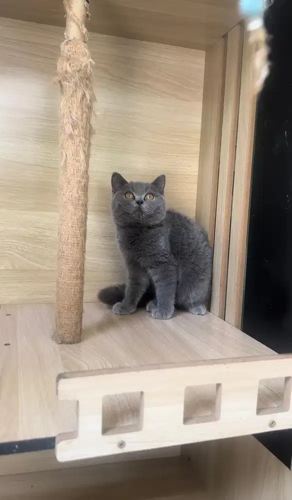 BSH BLUE SOLID JANTAN