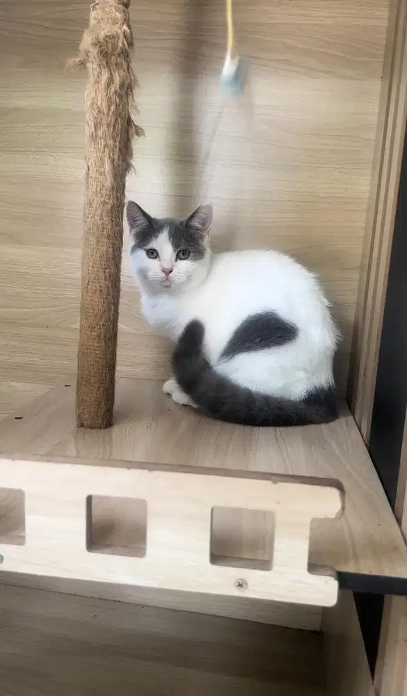 KUCING KITTEN BSH BICOLOUR BLUE || KITTEN BSH BICOLOUR MALE