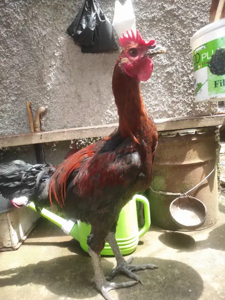 Jantan pelung jumbo remaja 5 bulan