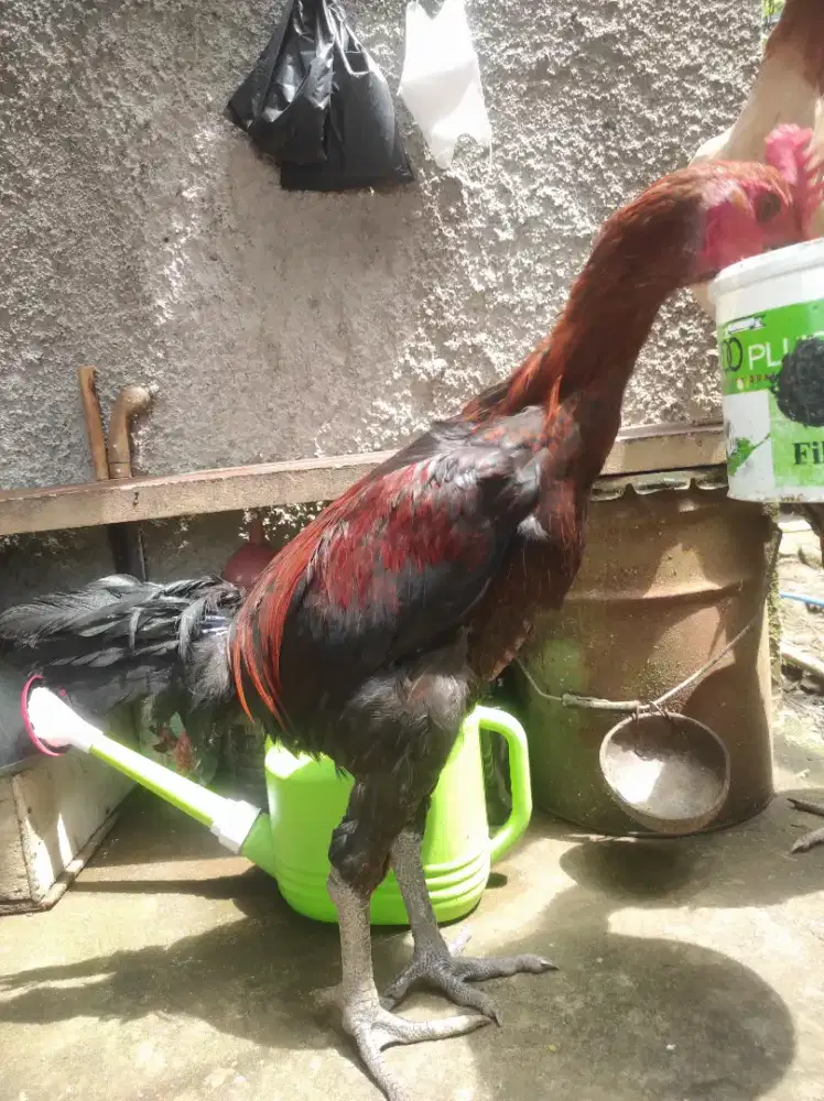 Jantan pelung remaja 5 bulan