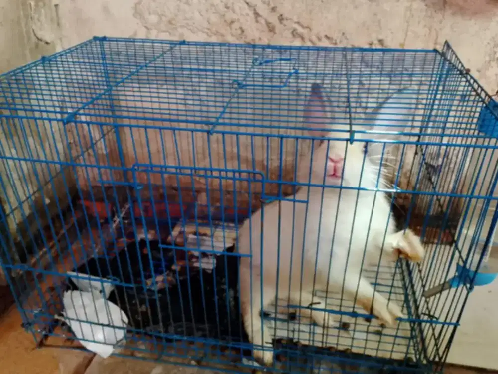 Kelinci betina sehat