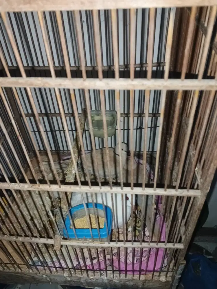 Jual Puter Pelung ternakan sendiri