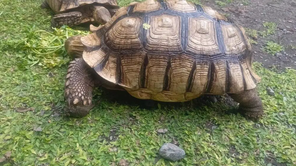 Sulcata Spek Internasional!