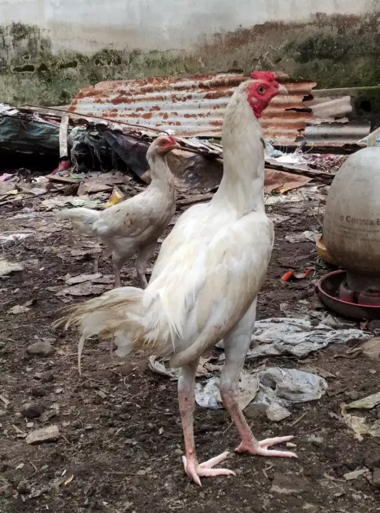 Ayam kampung putih mulus