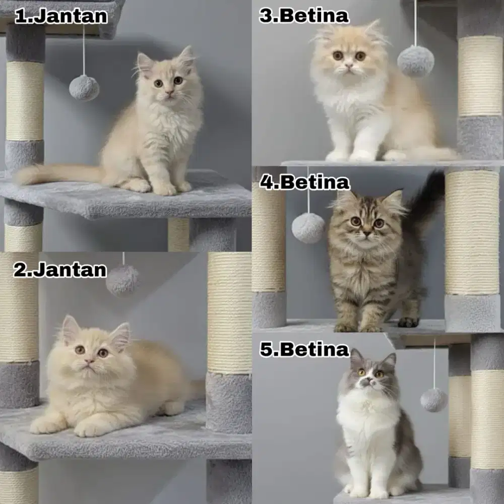 Kitten persia super lucu