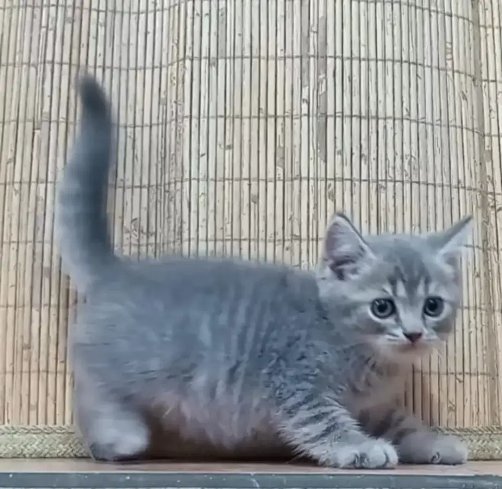 BSH blue tabby jantan 3 bln..