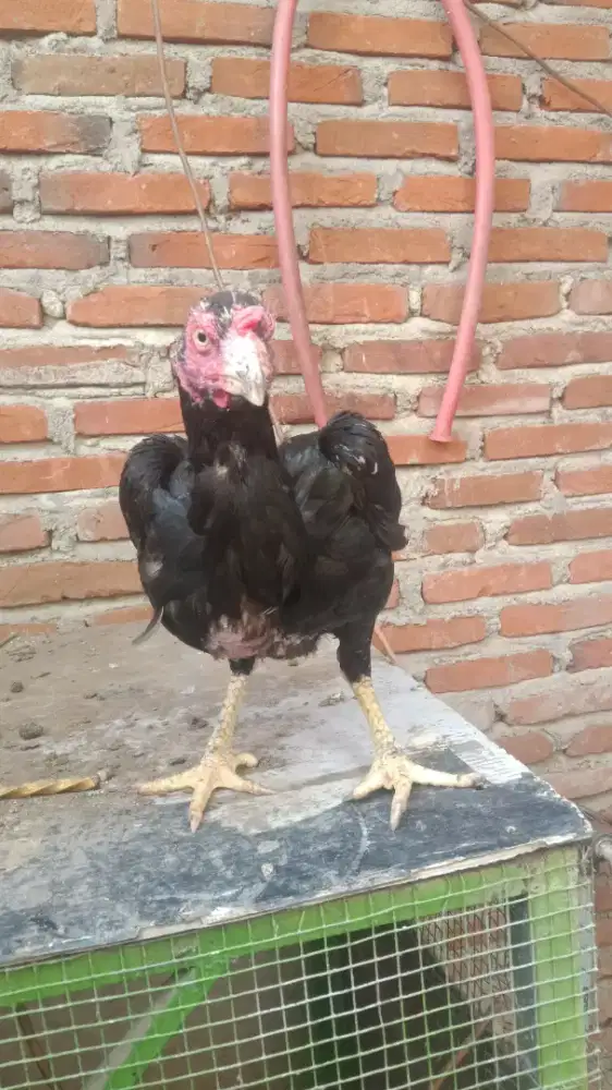 Ayam betina bagus