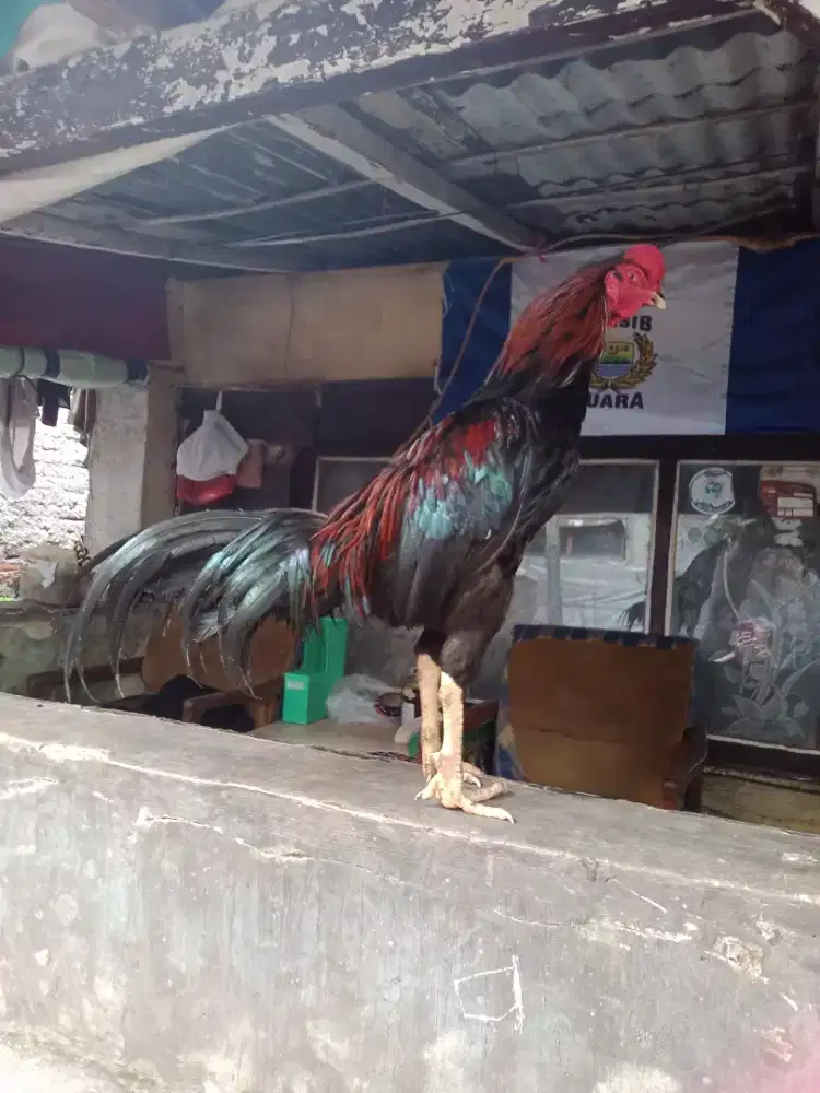 Ayam Bangkok jantan murah