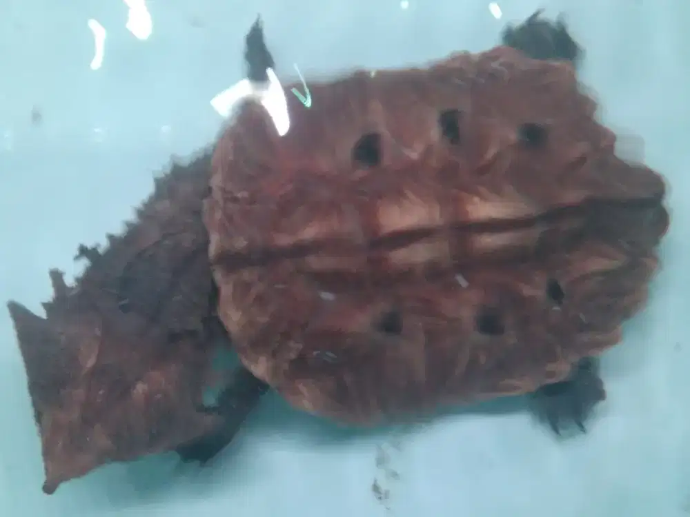 Kura mata mata peru 12cm keep lama dari 7cm rakus cerah