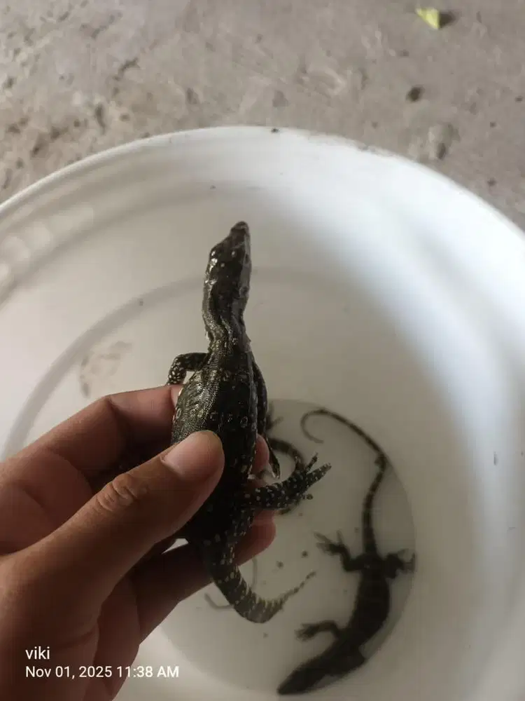 Jual anak biawak 70rb ada 3 angkut jd 150rb aja.