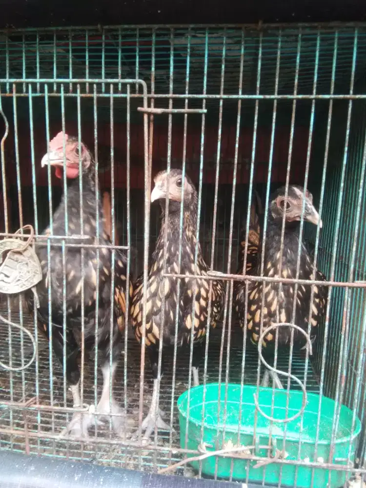 Ayam kate gold batik kanada
