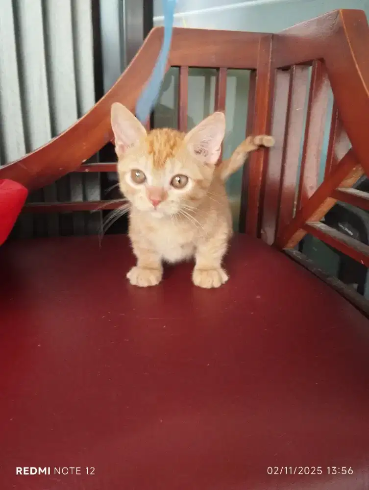 Munchkin jantan umur 3,5bln