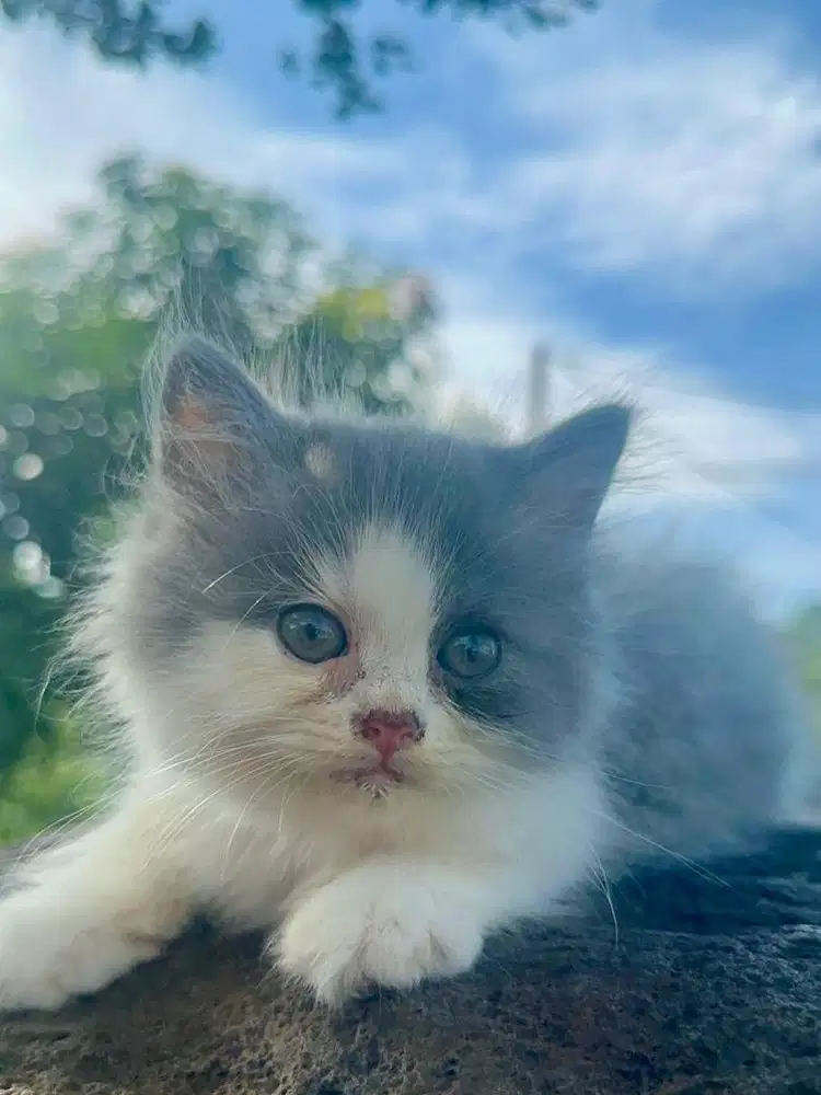 Kitten Himalaya