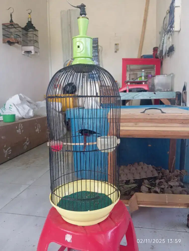 Sankar kecil sama burung konin