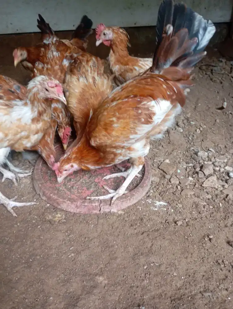 Ayam elba jantan atau ayam jantan kampung petelur