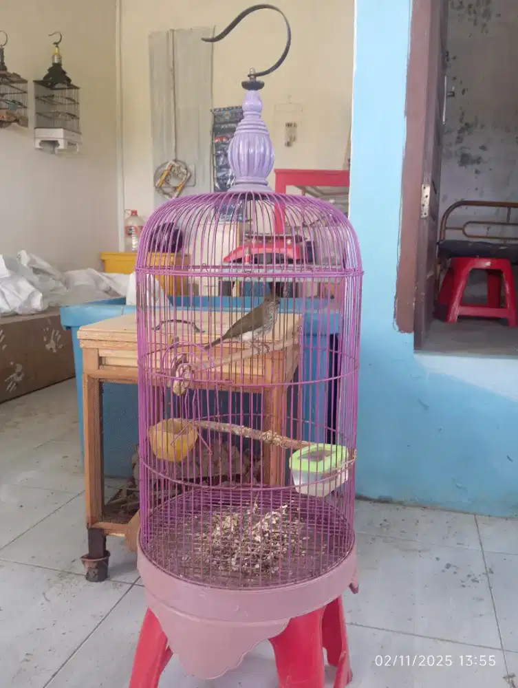 Sangkar sama burung.