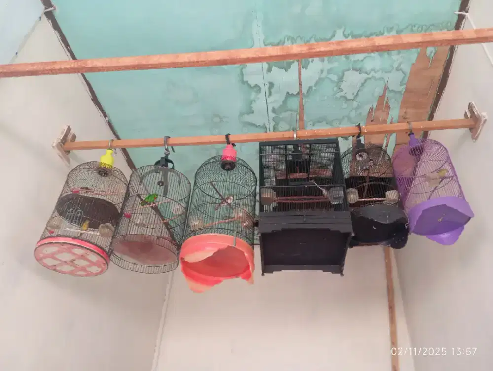 Burung sama sangkar.hrg beda2
