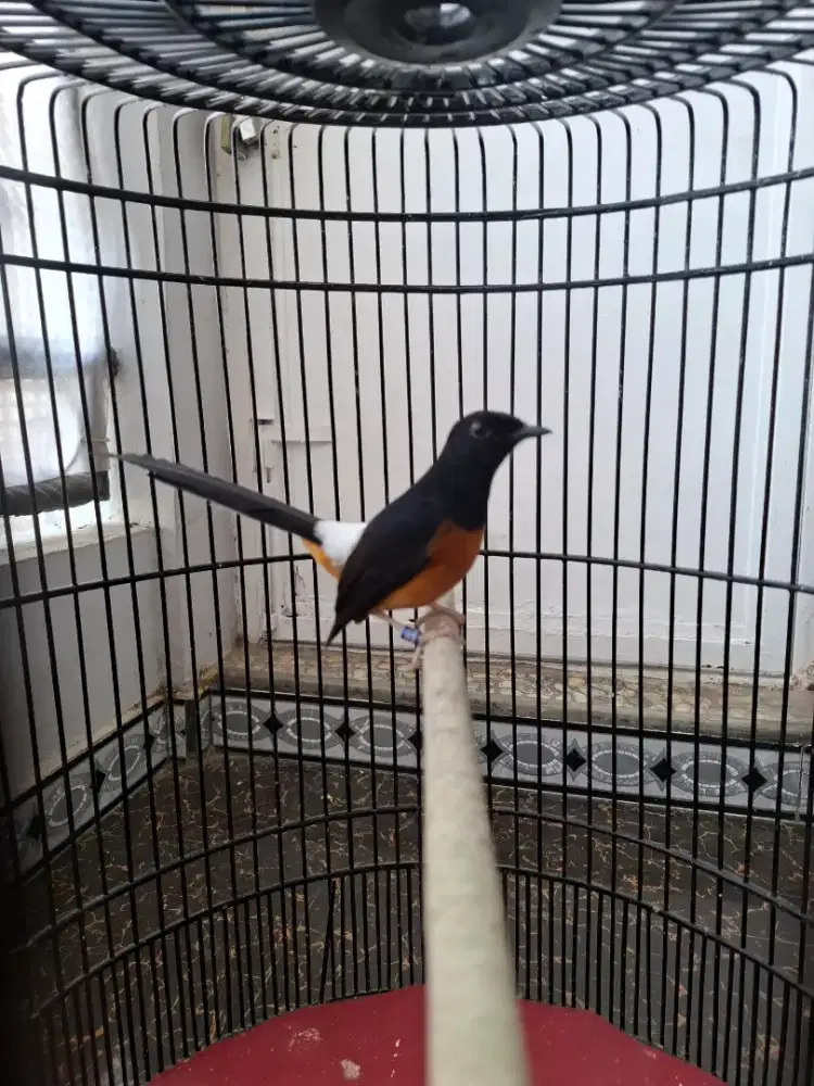 Jual murai batu medan gacoran rumahan fullset