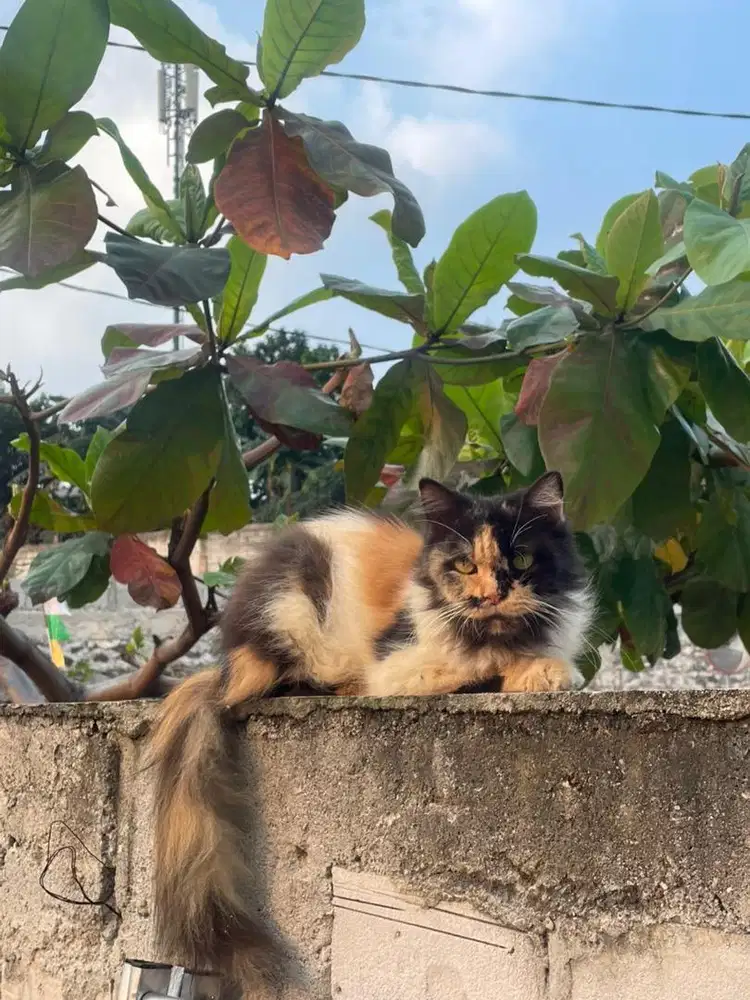 Persia calico betina