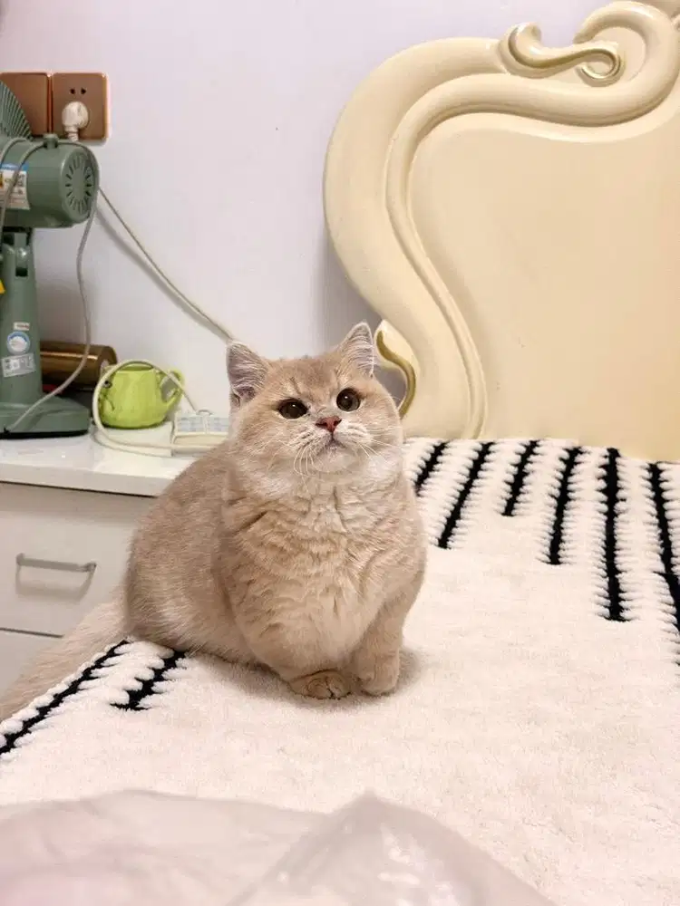 for sale munchkin bsh import