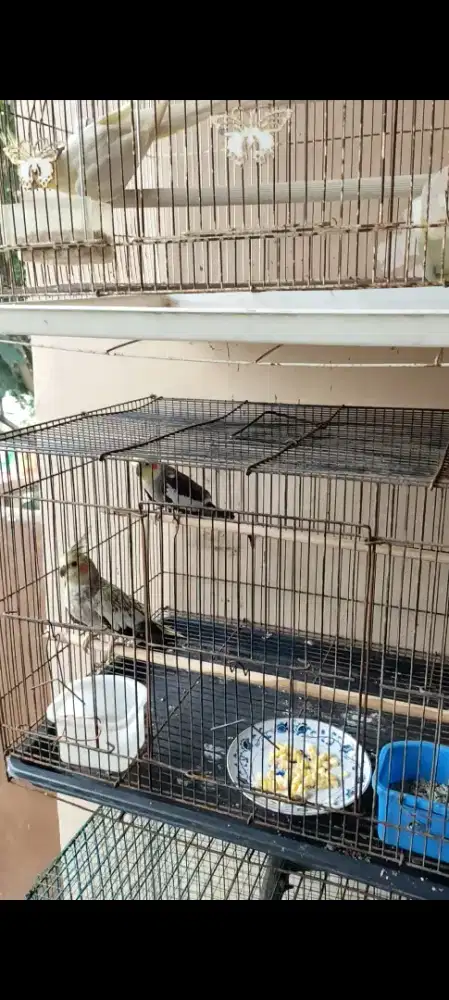 indukan parkit Australia (falk)