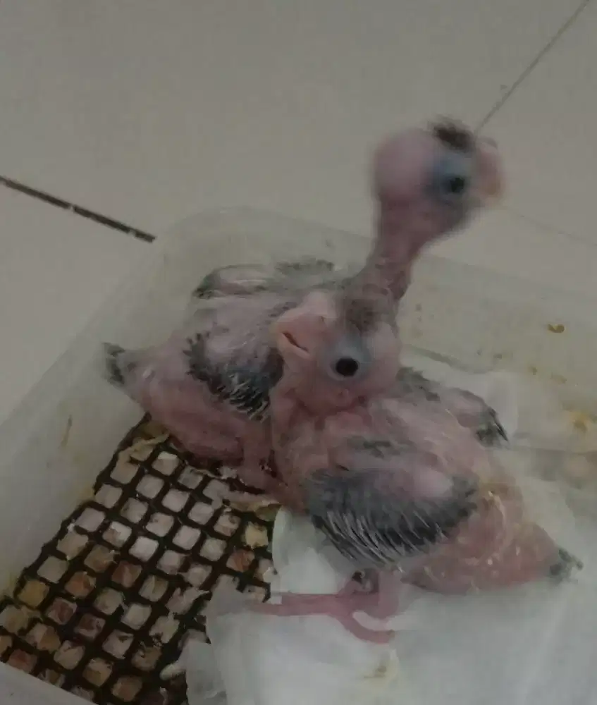 Parkit Australia (falk)