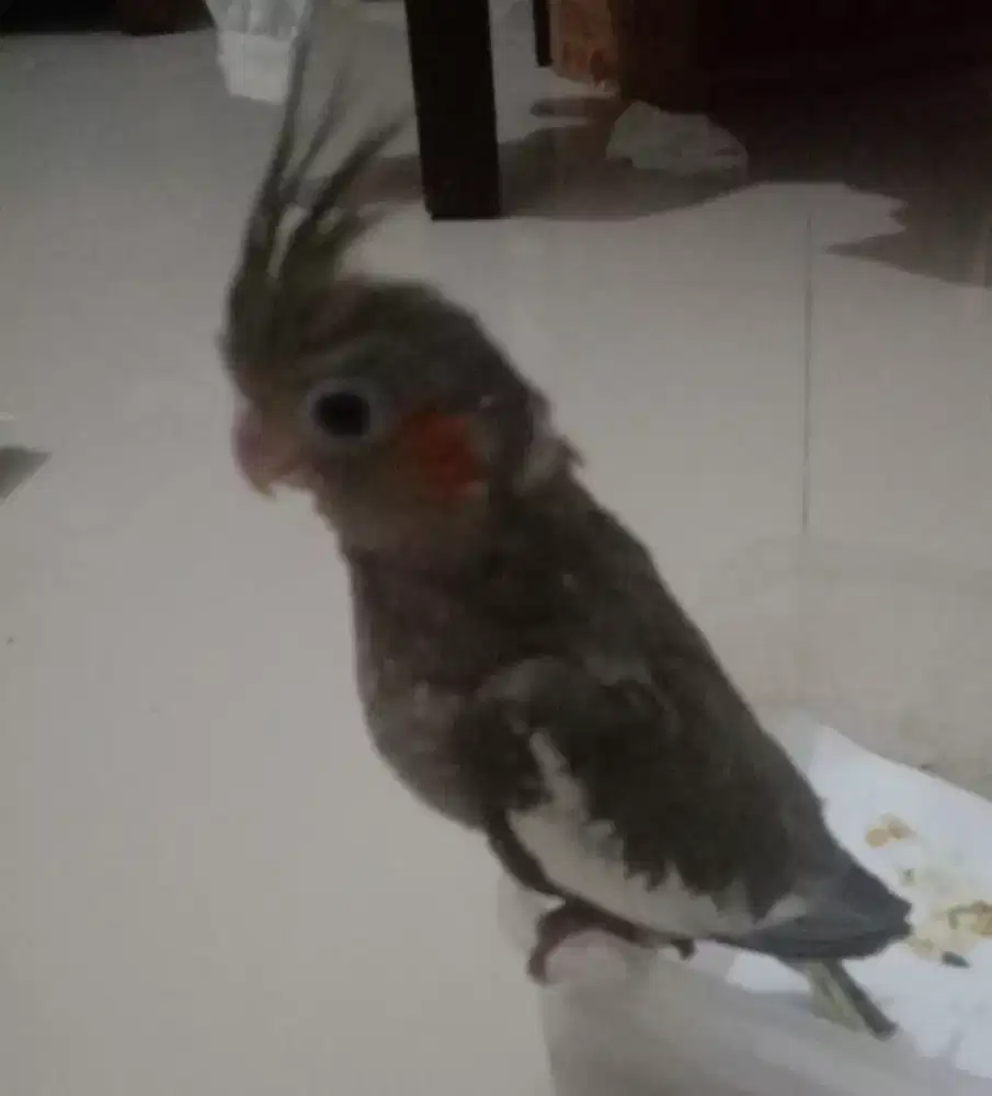 Parkit Australia (falk)