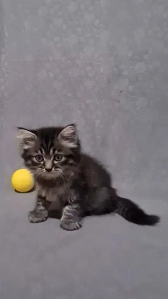 Kitten Anakan Kucing Persia Flatnose Silver Black Tabby Hitam Mujaer